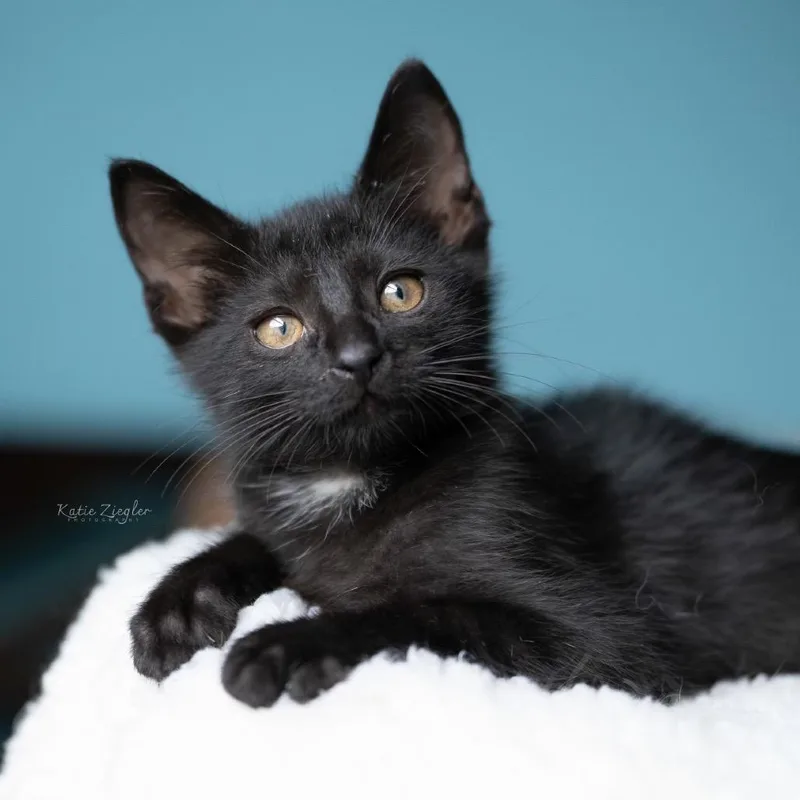 A baby small-sized male Domestic Short Hair cat named Jasper for adoption in Brownsboro, AL