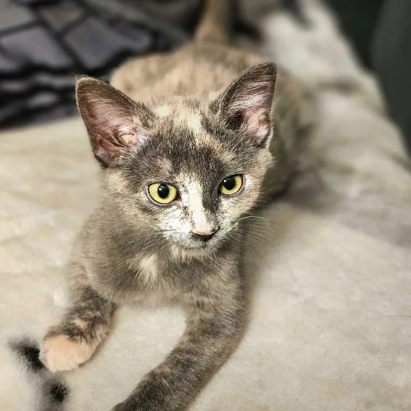 A baby small-sized female Gray / Blue / Silver Domestic Short Hair cat named Tortilla for adoption in Escondido, CA