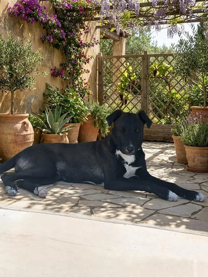 A young medium-sized female Black Labrador Retriever dog named Apricot for adoption in Austin, TX