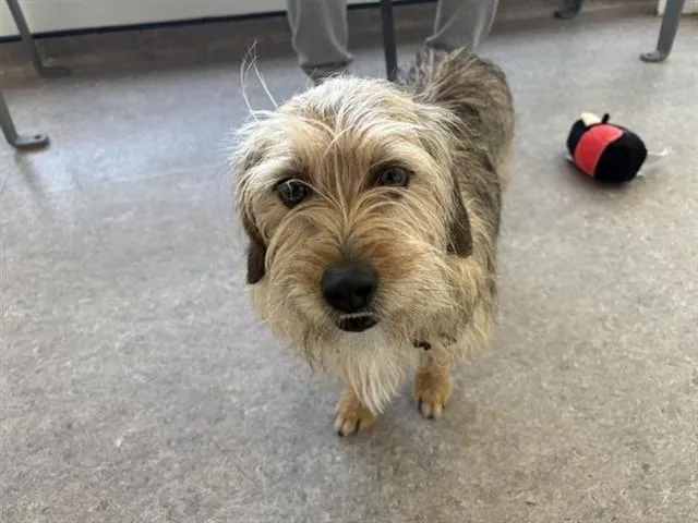 A young medium-sized male Terrier dog named Juan for adoption in Saint Louis, MO