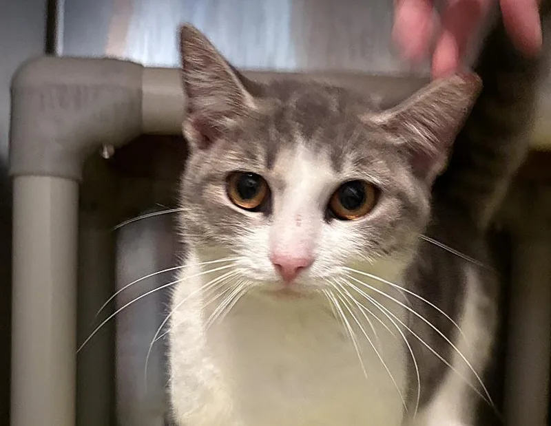 An adult medium-sized female Tabby (Gray / Blue / Silver) Domestic Short Hair cat named Space Beth for adoption in Columbus, IN