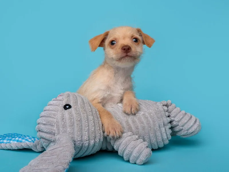 Tea Party: Madeleine thumbnail 2