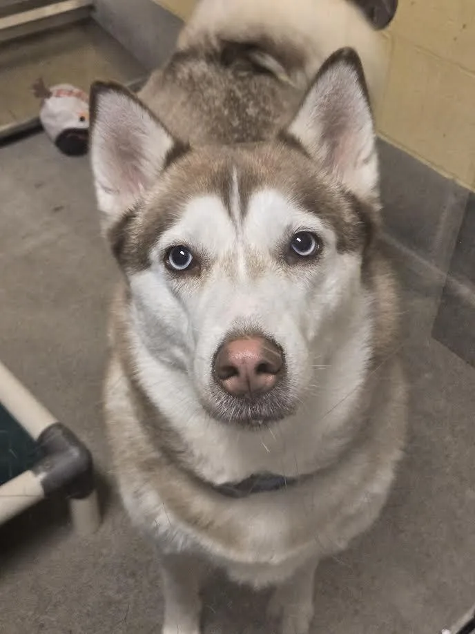 Akira