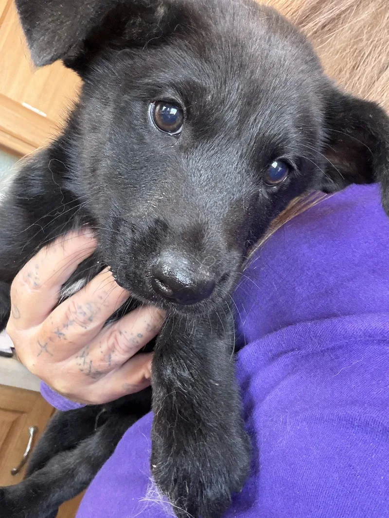 A baby small-sized male Black German Shepherd Dog named Warlock for adoption in Deming, NM