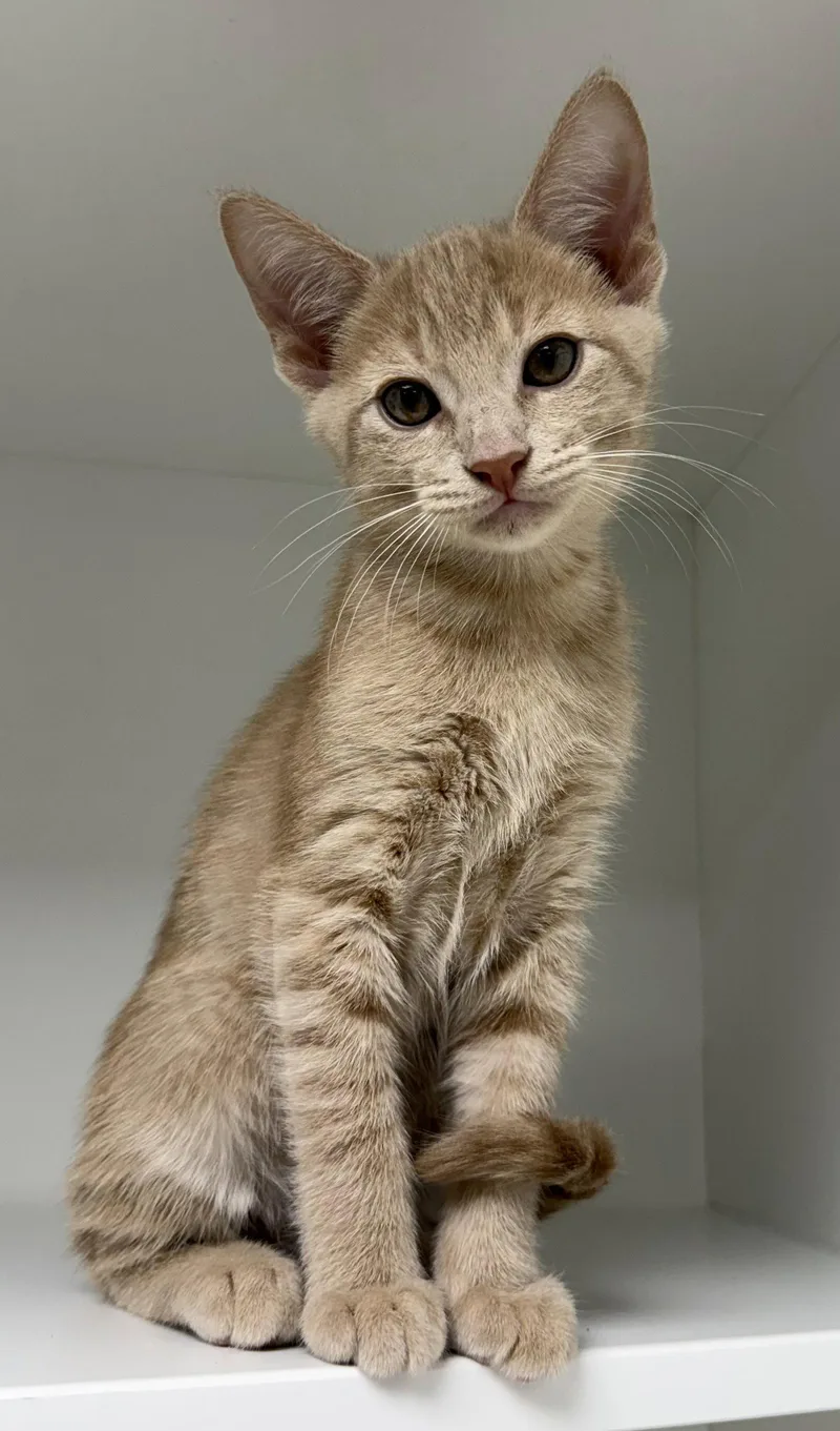A young medium-sized male Orange / Red Domestic Short Hair cat named Holbrook for adoption in Satellite Beach, FL