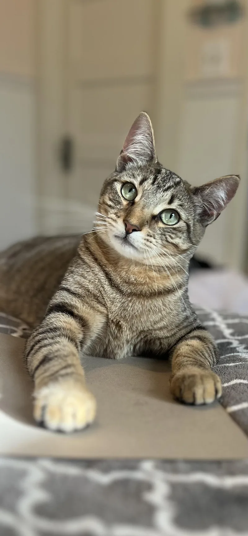 Stefano