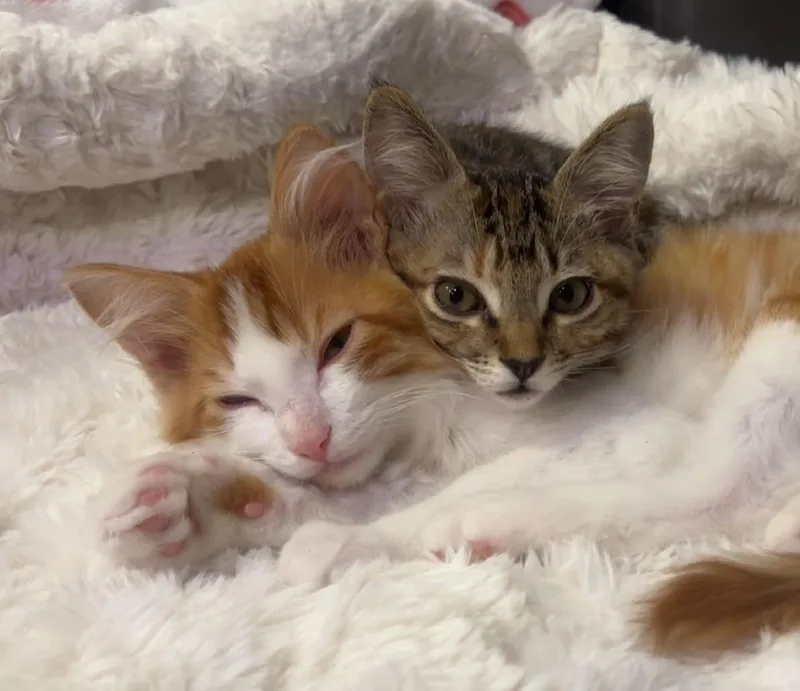 A baby medium-sized male Orange & White Domestic Short Hair cat named Rico and Mimi for adoption in Mission Viejo, CA