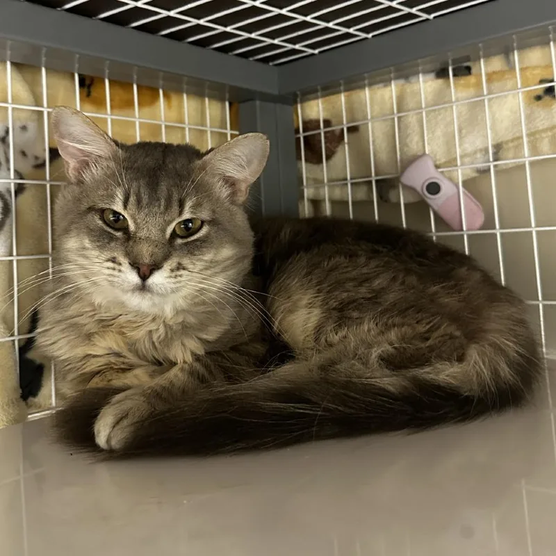 An adult medium-sized male Gray / Blue / Silver Domestic Short Hair cat named Zebracake for adoption in Blue Ridge, GA