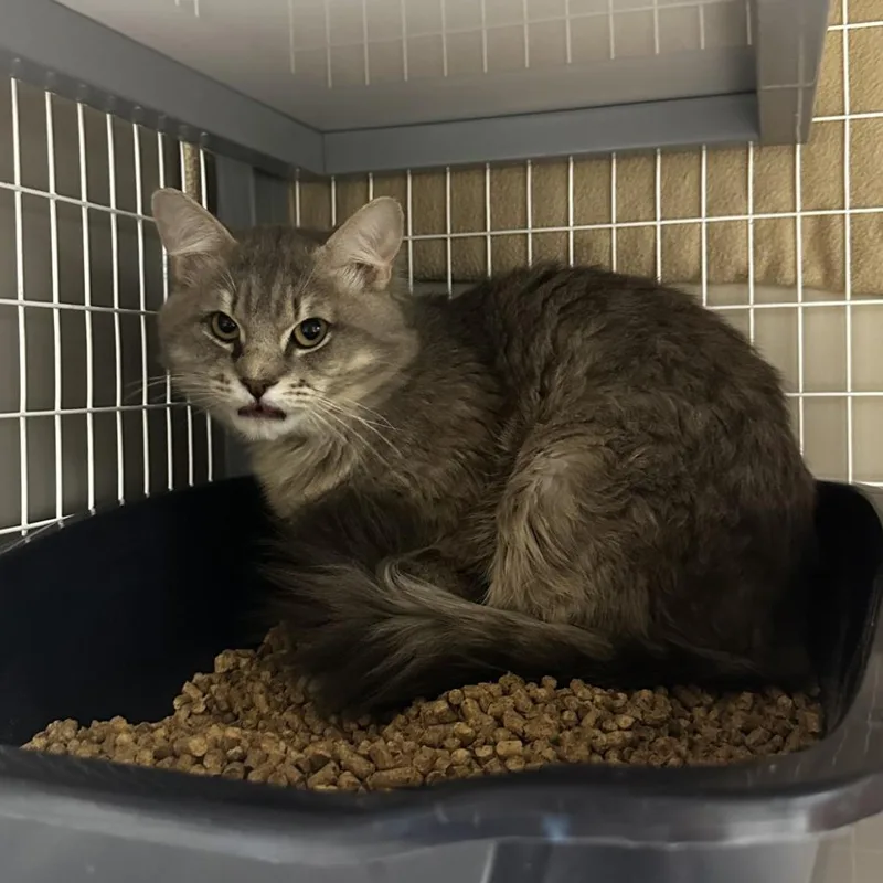 Zebracake thumbnail 2