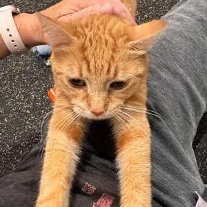 A young medium-sized female Tabby (Orange / Red) Domestic Short Hair cat named Sina for adoption in Mokena, IL