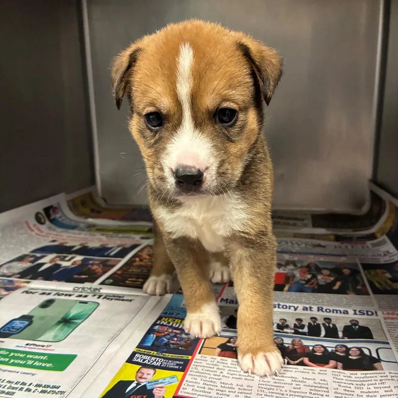 A baby small-sized male Brown / Chocolate Shepherd dog named Marlin for adoption in San Antonio, TX