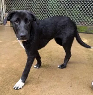 A young medium-sized female Labrador Retriever dog named Juno for adoption in Madison, NJ