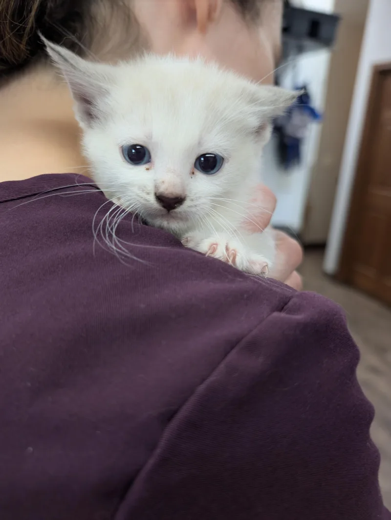 A young medium-sized male Domestic Short Hair cat named Kalabar for adoption in Cottonwood, MN