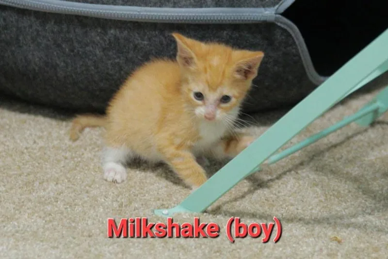 Milkshake thumbnail 2