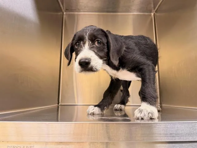 A baby small-sized female German Wirehaired Pointer dog named Jem for adoption in Tustin, CA