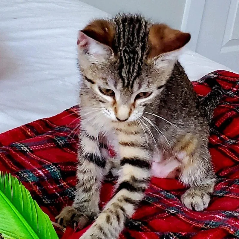 A baby medium-sized female Tabby cat named Mary Winsomefivesome for adoption in Houston, TX