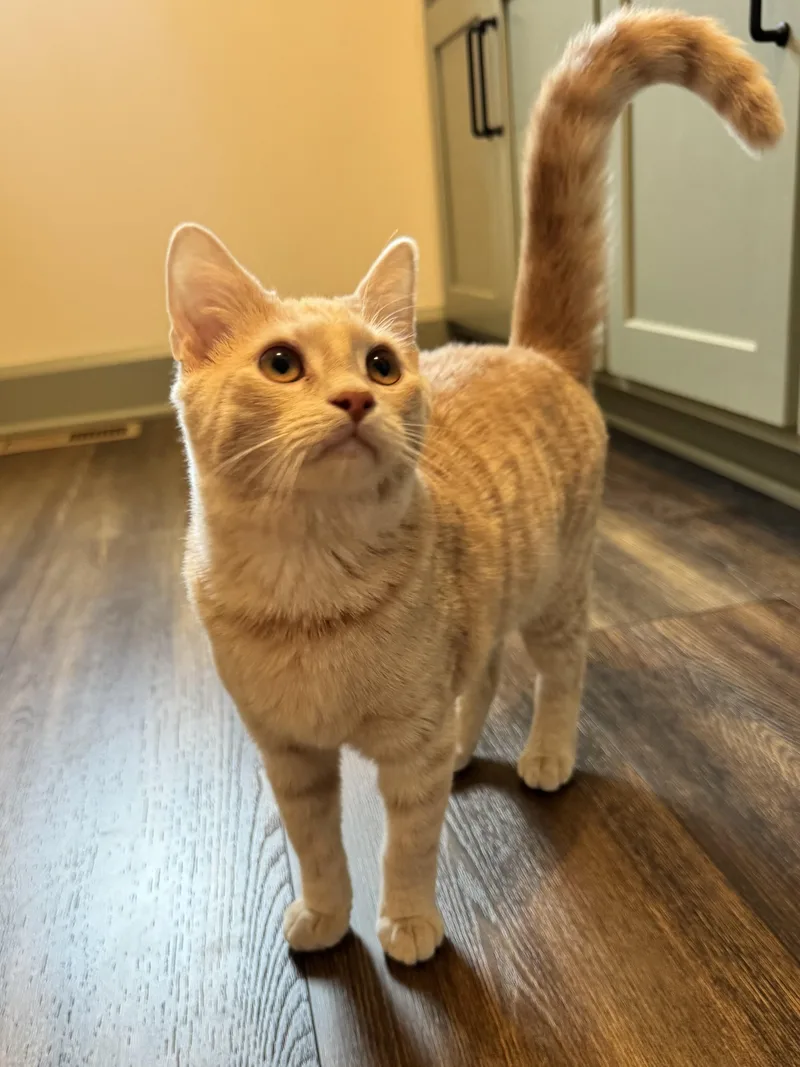 A baby medium-sized male Orange & White Domestic Short Hair cat named Doug for adoption in Hartville, OH