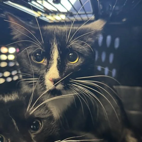 A young medium-sized female Domestic Short Hair cat named Venus for adoption in Des Moines, IA