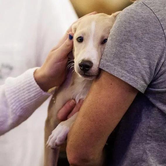 A baby medium-sized male Labrador Retriever dog named Pickles for adoption in Pasadena , MD