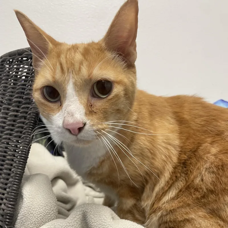 An adult large-sized male Domestic Short Hair cat named Finnick for adoption in Las Vegas, NV