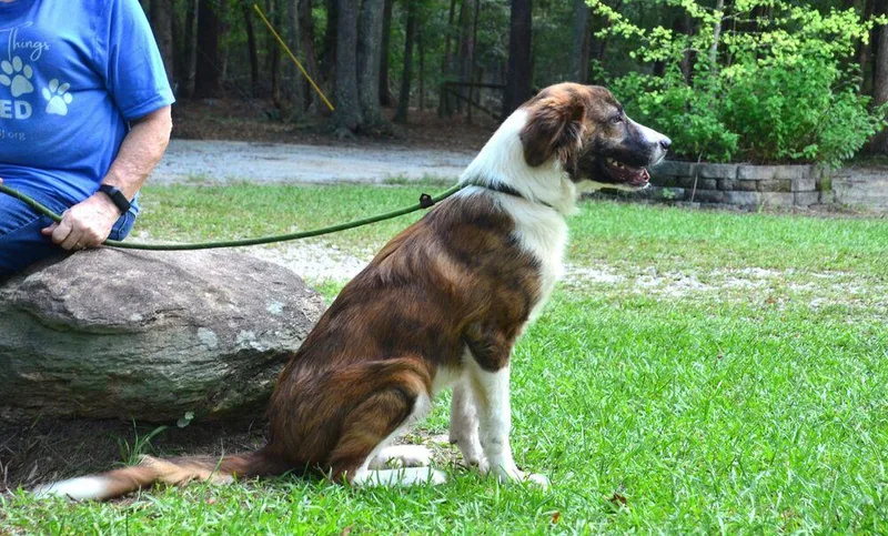 A young large-sized male Collie dog named Leo for adoption in Willingboro, NJ