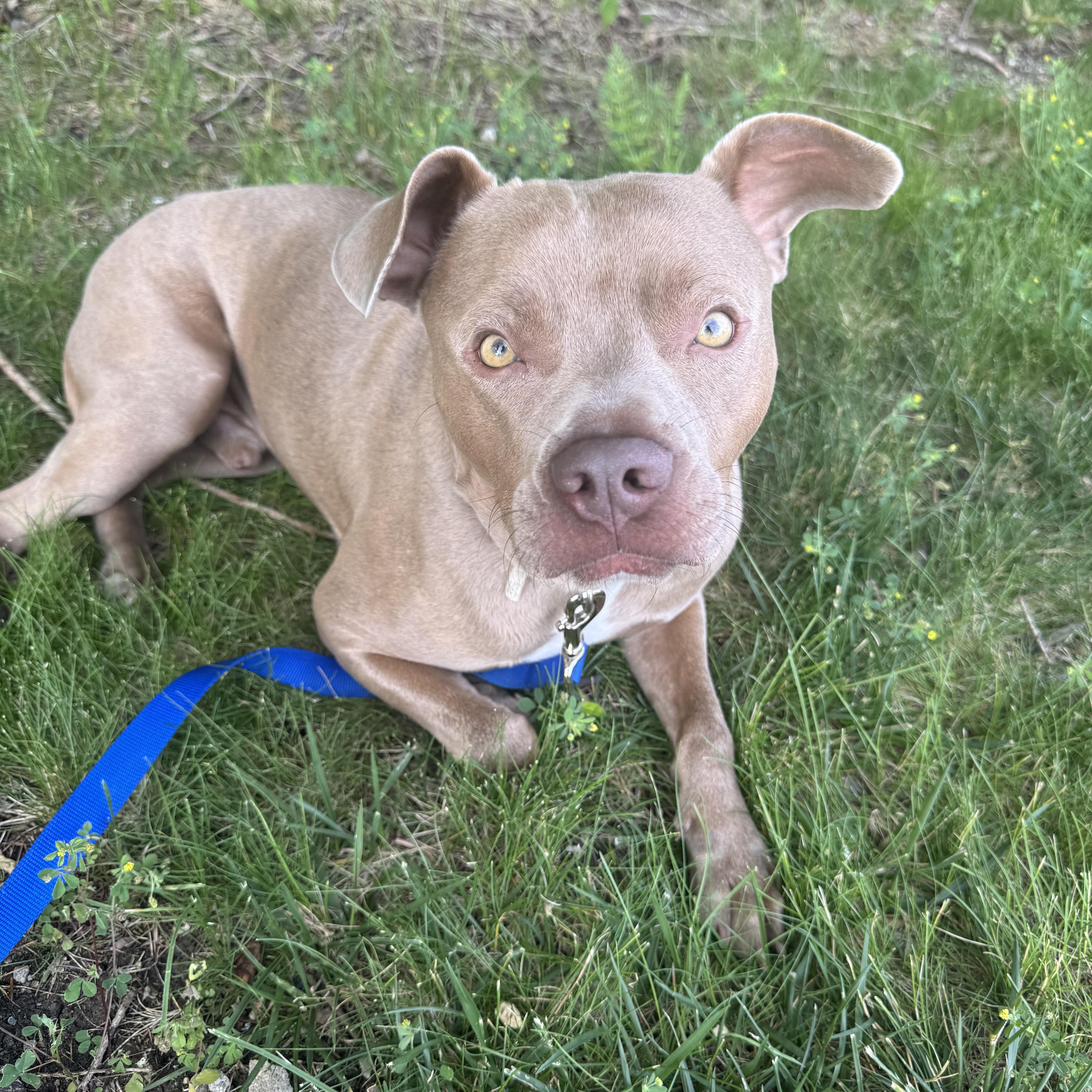 A young medium-sized male American Bully dog named Wesley for adoption in Brookeville, MD