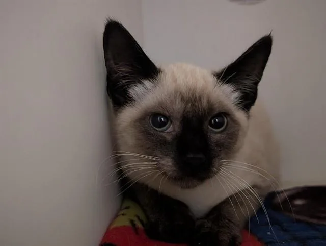 A baby small-sized male Siamese cat named A for adoption in Camarillo, CA
