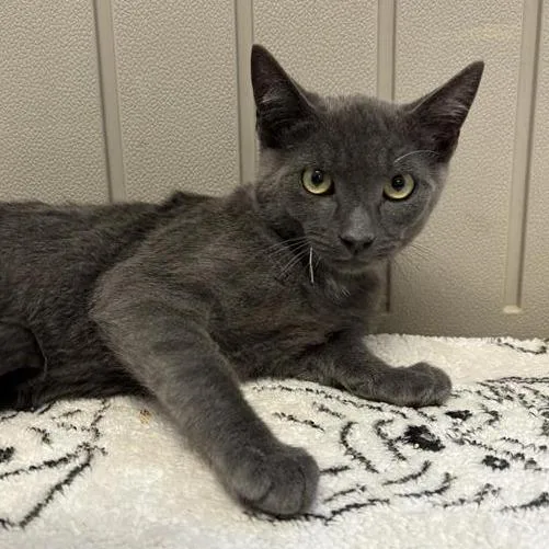 A baby small-sized male Gray / Blue / Silver Domestic Short Hair cat named Tomato for adoption in Long Beach, CA