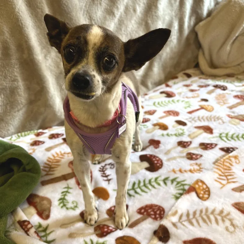 A senior small-sized female Brown / Chocolate Chihuahua dog named Fuchsia for adoption in San Francisco, CA