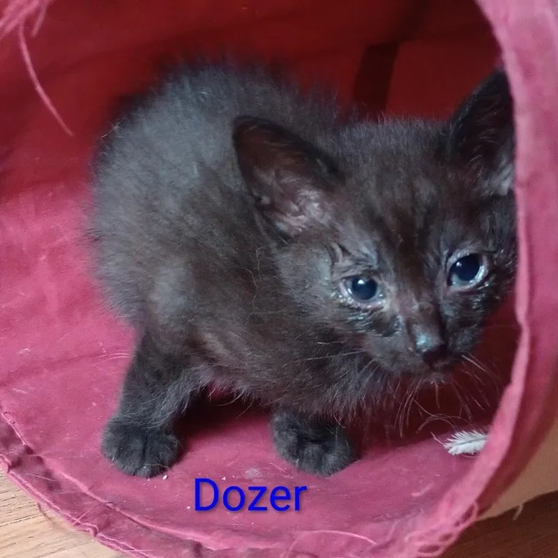 A baby small-sized male Black Domestic Short Hair cat named Dozer for adoption in Grand Rapids, MN