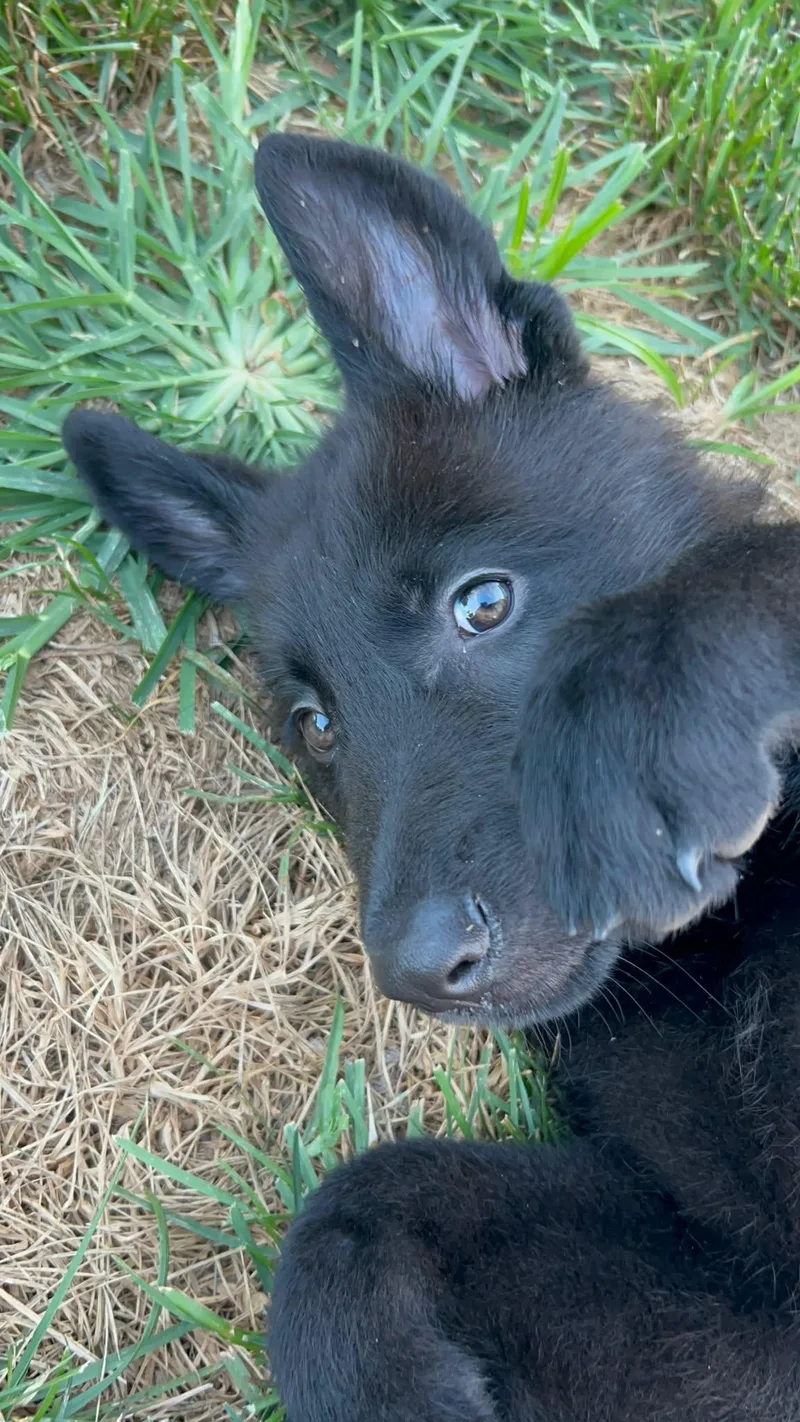 A baby medium-sized male German Shepherd Dog dog named Collin for adoption in Holbrook, NY