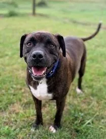 An adult large-sized male Boxer dog named Spunky for adoption in West Milton, OH