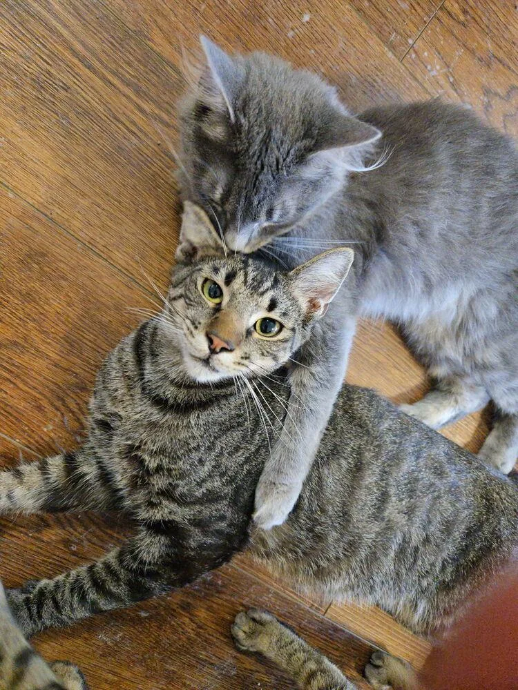 A young small-sized male Tabby cat named Baller for adoption in Plumerville, AR
