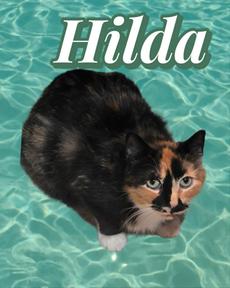 An adult medium-sized female Calico Domestic Short Hair cat named Hilda for adoption in Bendersville, PA