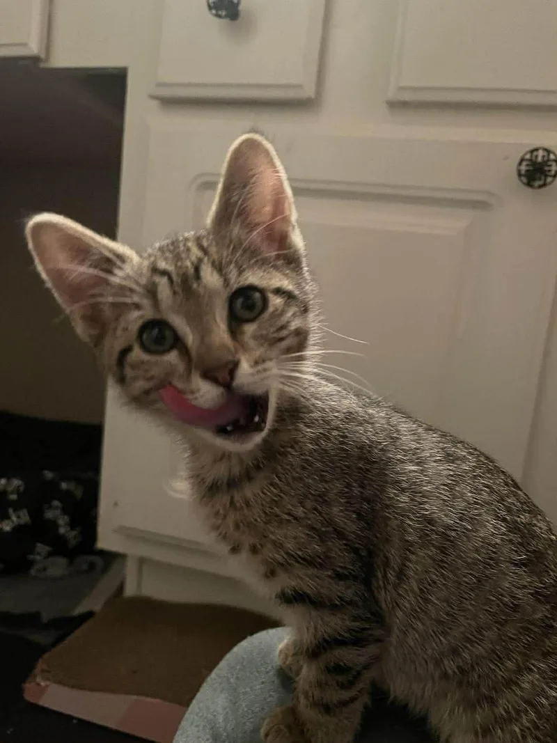 A baby medium-sized male Domestic Short Hair cat named Tony for adoption in Houston, TX