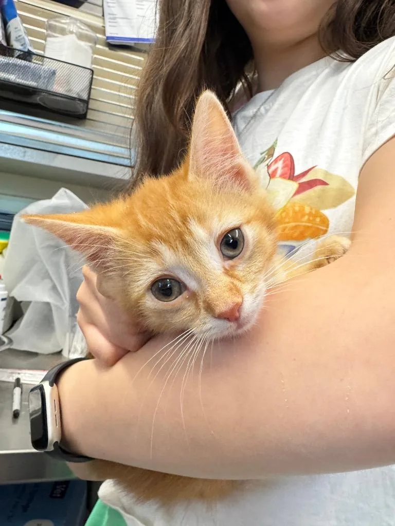 A baby medium-sized female Domestic Short Hair cat named Goldenflower for adoption in Cumberland, ME