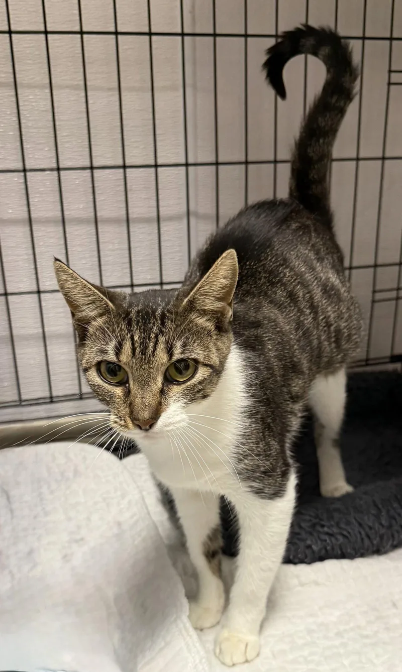 A young medium-sized female Domestic Short Hair cat named Archer for adoption in Satellite Beach, FL