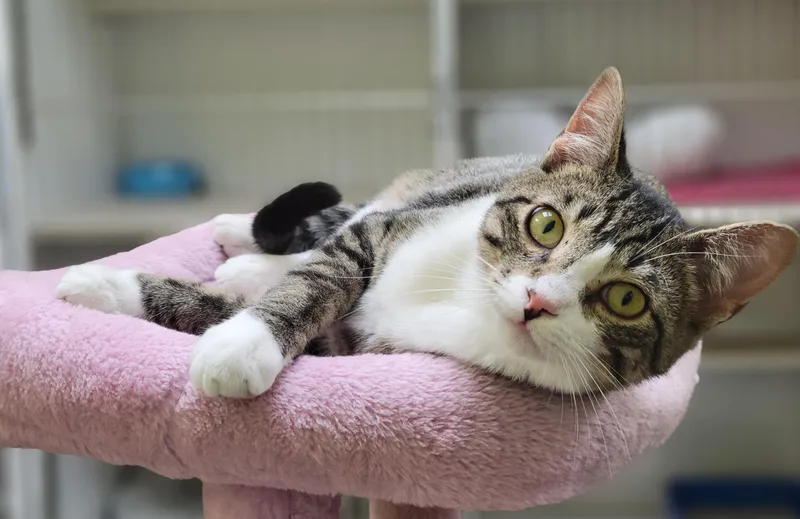 A young medium-sized male Tabby cat named Marshall for adoption in Memphis, TN