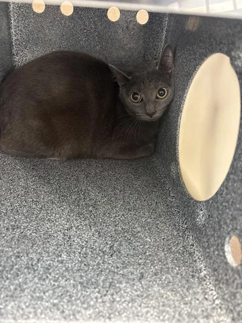 A young medium-sized female Domestic Short Hair cat named Luna for adoption in Dallas, TX
