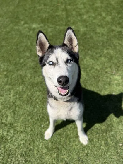 An adult medium-sized female Siberian Husky dog named Luna Rose for adoption in Daytona Beach, FL