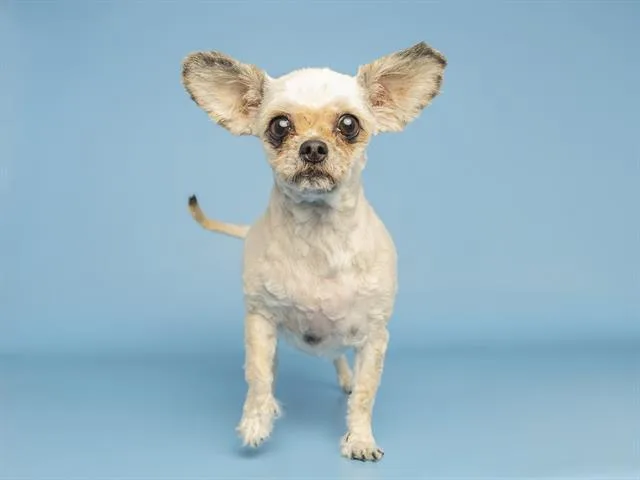 An adult small-sized female Yorkshire Terrier dog named Flower for adoption in Phoenix, AZ