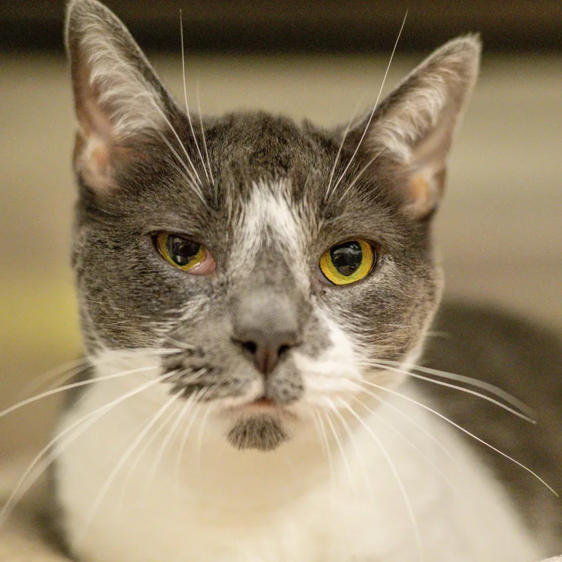 An adult small-sized female Gray & White Domestic Short Hair cat named Georgie for adoption in Hilton Head Island, SC
