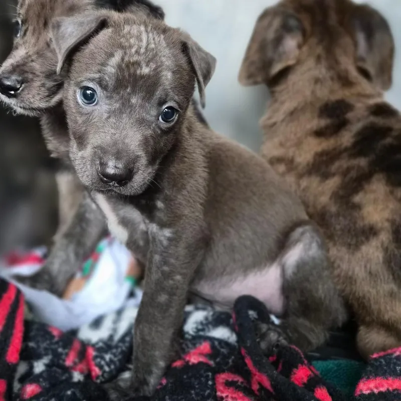 A baby small-sized male Gray / Blue / Silver Catahoula Leopard Dog dog named Zazu for adoption in Wahiawa, HI