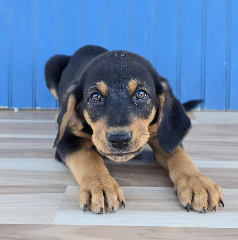 A baby large-sized male Tricolor (Brown, Black, & White) Hound dog named Sven for adoption in Sedalia, CO