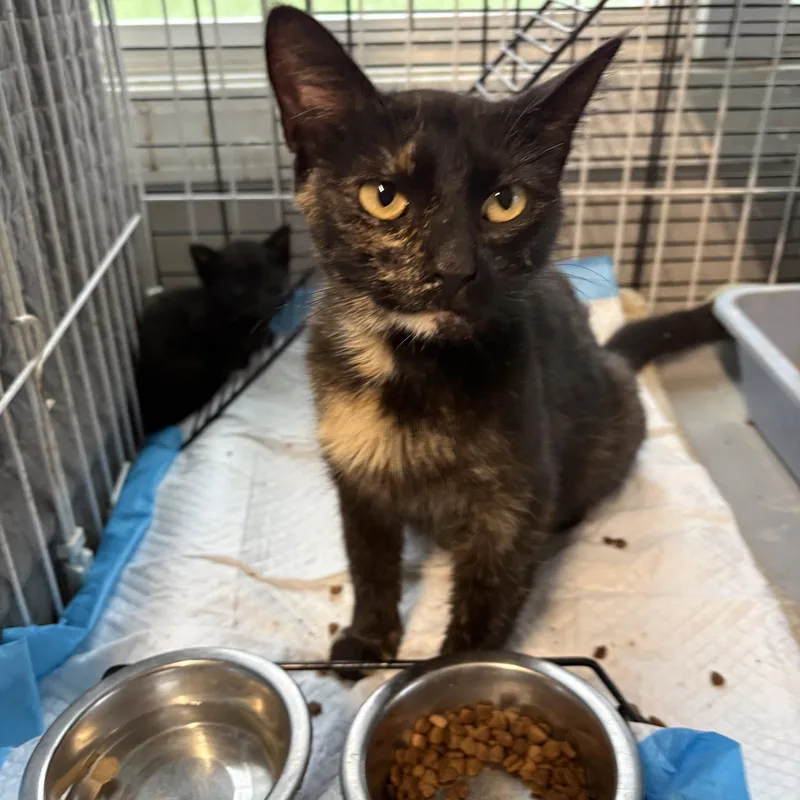 An adult medium-sized female Domestic Short Hair cat named Olivia for adoption in White Bluff, TN
