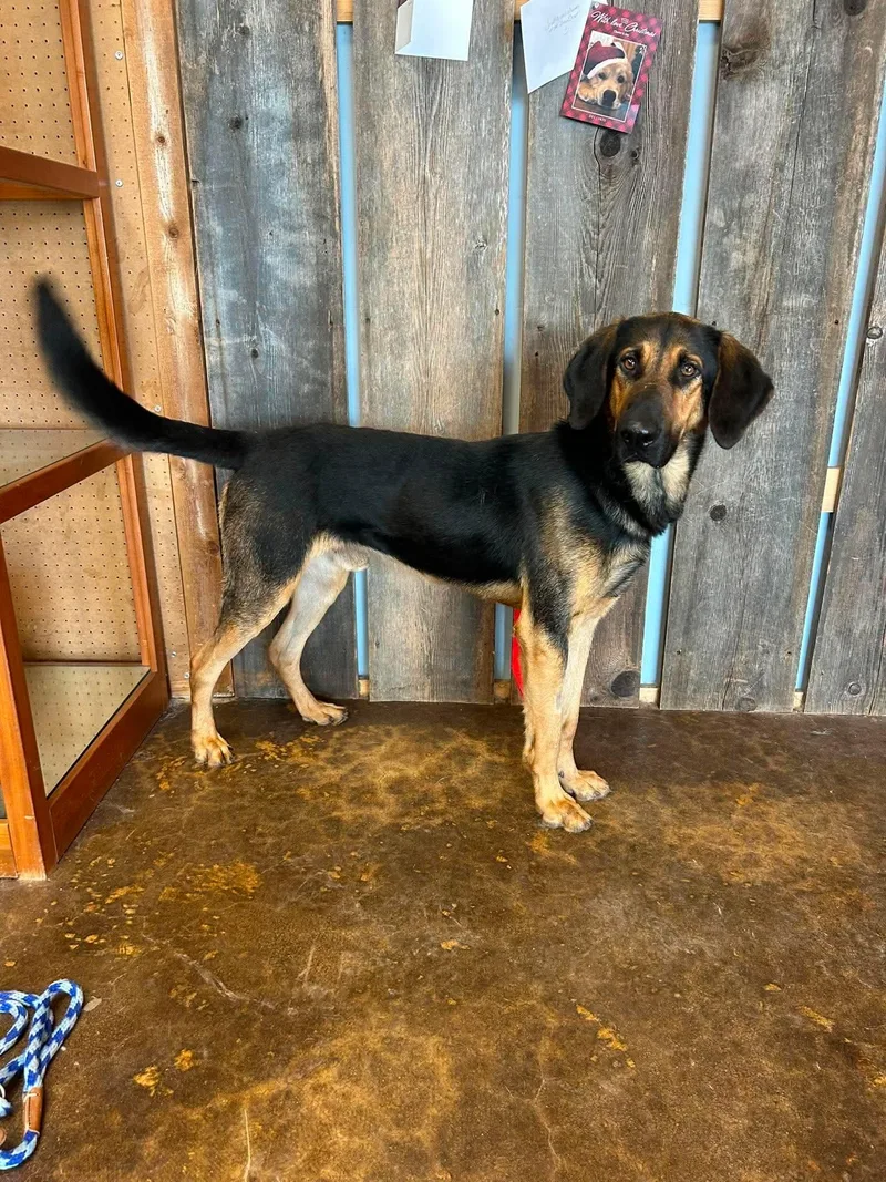 An adult large-sized male Coonhound dog named Rugger for adoption in Milwaukee, WI