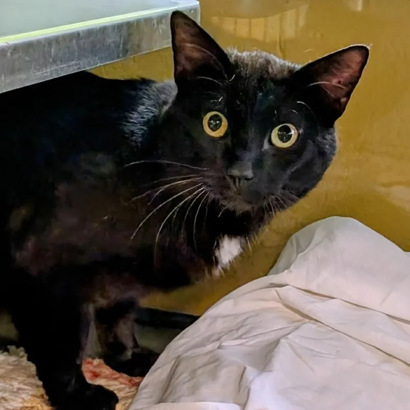 An adult small-sized male Black Domestic Short Hair cat named Dice for adoption in Huntsville, AR