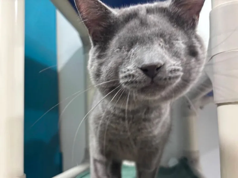 A young small-sized male Domestic Short Hair cat named Fred for adoption in Powell, OH