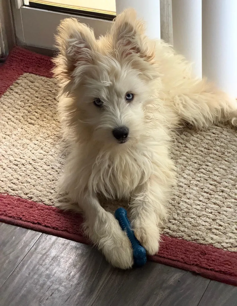 Rosie
