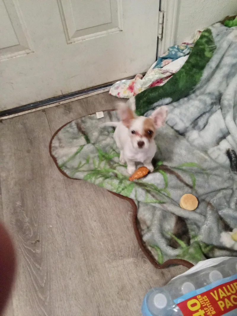 A baby small-sized female Chihuahua dog named Gidget for adoption in Plano, TX